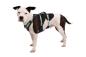 Preview: Ruffwear Flagline Harness Basalt Gray Gr. S